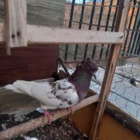 تعداد۶عدد کبوتر