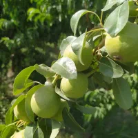 کارگر ساده برای بستنی فروشی