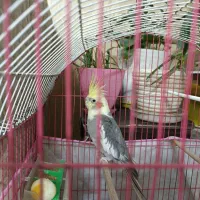 عروس هلندی|پرنده|مشهد, شفا|دیوار