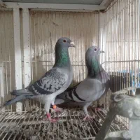 کبوتر جاده|پرنده|طرقبه, |دیوار