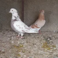 فروش چند عدد کبوتر