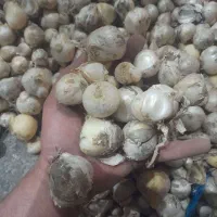 راهنمایی خرید موسیر کوهی