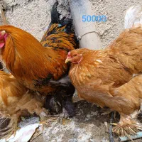 مرغ و خروس برهماویاندوت  تخم نطفه دارم مجوده