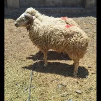 نیازمند چوپان هستم جای خواب وخرج خوراک جای خواب