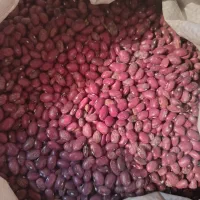 لوبیا