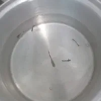 ماهی|ماهی|مشهد, رباط طرق|دیوار