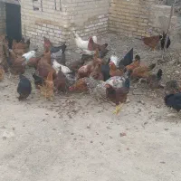 مرغ|حیوانات مزرعه|فریدونشهر, |دیوار