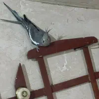 عروس هلندی ماده