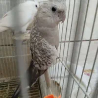 سخنگو|پرنده|آزادشهر, |دیوار