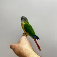 طوطی گرینچیک