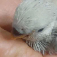 جوجه برزیلی سرلاکی