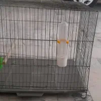 قفس پرنده|لوازم جانبی حیوانات|فردیس, فردیس|دیوار