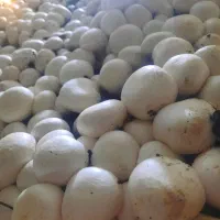 قارچ درجه ۱