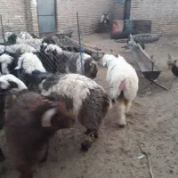 فروش بره|حیوانات مزرعه|خرم بید, |دیوار