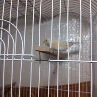 قناری موزایکی|پرنده|رشت, حمیدیان|دیوار