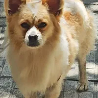 ژاپنی اصیل نر (جهت جفت گیری)