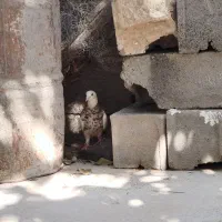 کبوتر طوقی