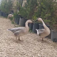 قوغاز آفریقای یک عدد نر|حیوانات مزرعه|درگزین, |دیوار