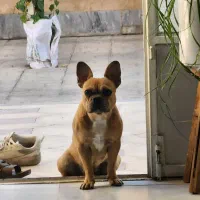 فرنچ بولداگ ۸ ماهه