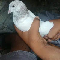 کفتر|پرنده|ساربوک, |دیوار