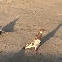 تعدادی کفتر فروشی
