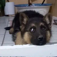 سگ ژرمن 4ماه