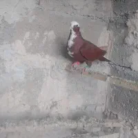 قرمز عرب ماده