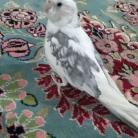 عروس هلندی نر|پرنده|خاش, |دیوار