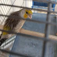 سهره قناری