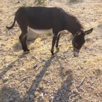 الاق