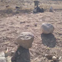 دل به شرط میدم گوسفندی|سگ|قوچان, |دیوار