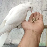 کبوتر یاهو اصل کفتر سفید مهر