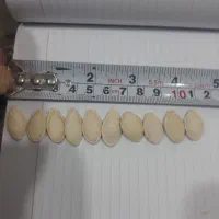 فروش تخمک کدو خام