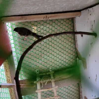 سهره گلبسر نر|پرنده|بوکان, |دیوار