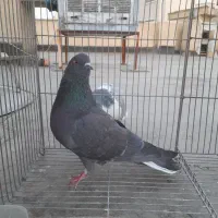 کبوتر شکار