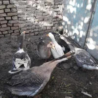 قوغاز      اردک|حیوانات مزرعه|مشهد, نیزه|دیوار