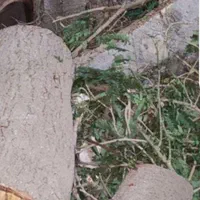 درخت بری انواع درختان