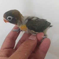 جوجه کوتوله یقه زرد