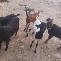 تعدادی کره گوشی|حیوانات مزرعه|بندر دیر, |دیوار