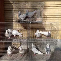 طوقی همه رنگ|پرنده|پیر بکران, |دیوار