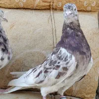 کبوتر|پرنده|ابریشم, |دیوار