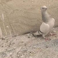 نقره ای یاسوسنی وقره طاووسی|پرنده|قم, مجیدیه|دیوار