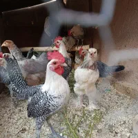مرغ و خروس براکل سیلور سه ماهه جفتی