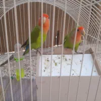 یک جفت طوطی برزیلی