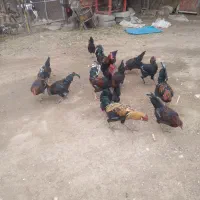 مرغ وخروس و قاز