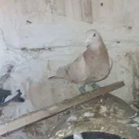 کفتر پلاکی|پرنده|چهارباغ, |دیوار