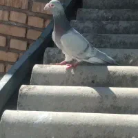 کبوتر|پرنده|گرگان, |دیوار