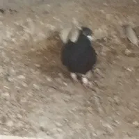 سلام‌زاغ‌دم‌سفید‌نر