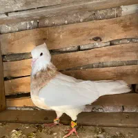 طوقی زرد نر خالدار|پرنده|میاندوآب, |دیوار