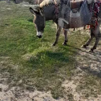 الاغ